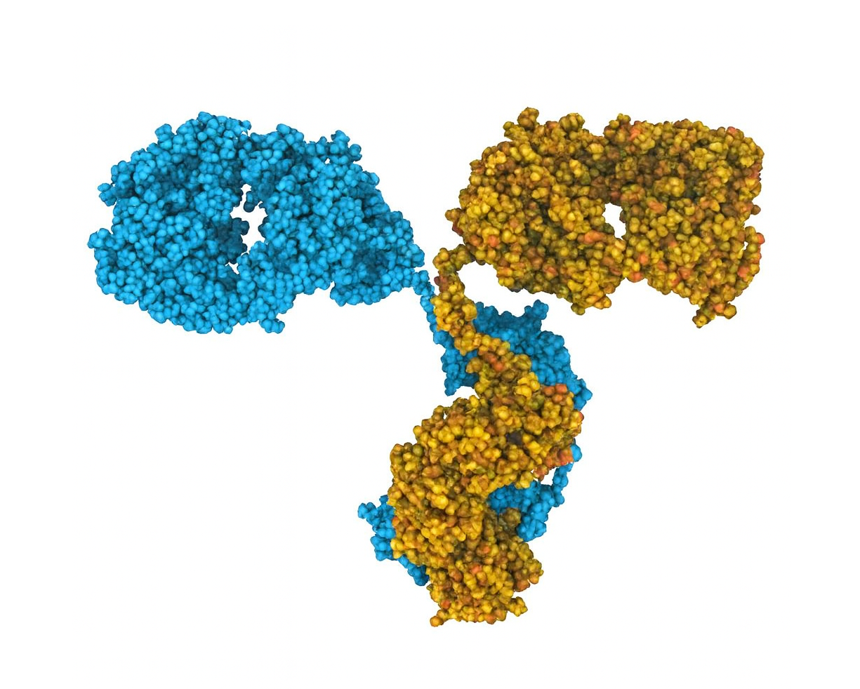The Coming of Age of Monoclonal Antibodies Image